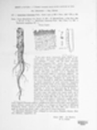 Sclerotinia sclerotiorum image